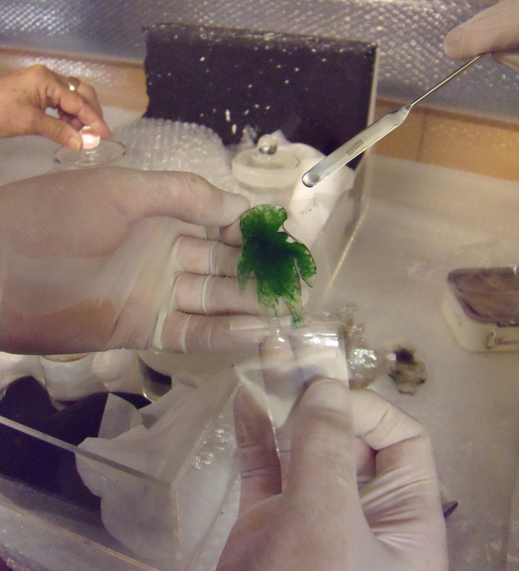 cyanobacteria