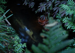 Night Swimmer
