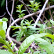 tea01-1000px